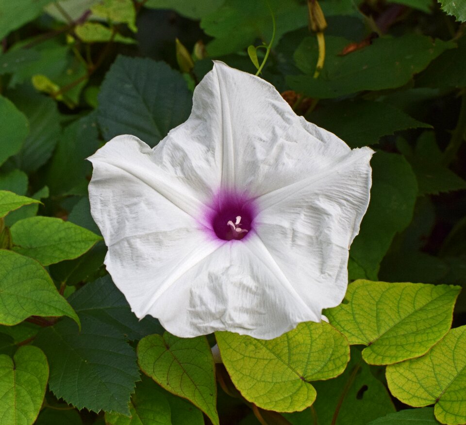 Flower blossom bloom