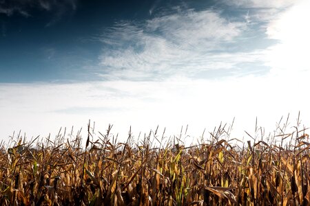 Field grass landscape photo