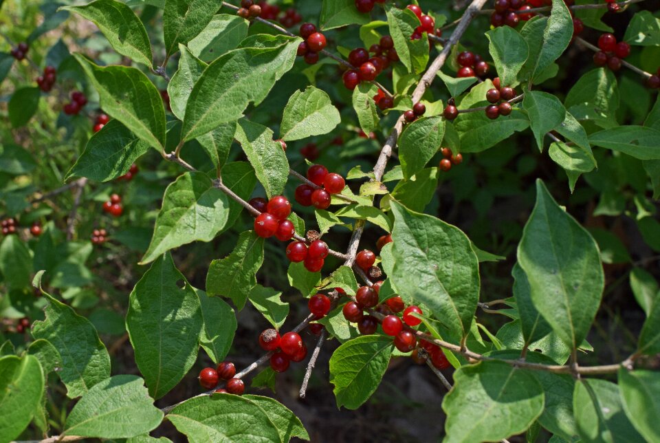 Plant nature summer