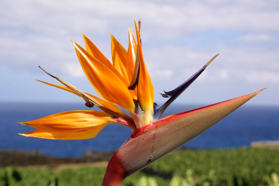 Plant flower nature