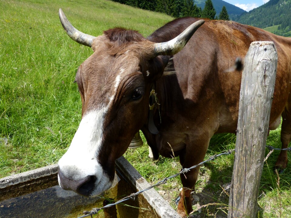 Cow calf allgäu imberg