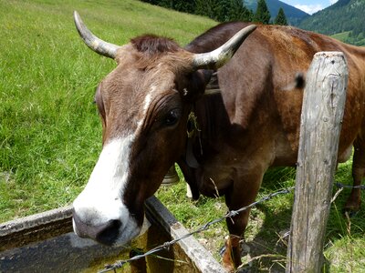 Cow calf allgäu imberg photo