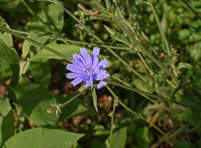 Bloom wildflower plant photo