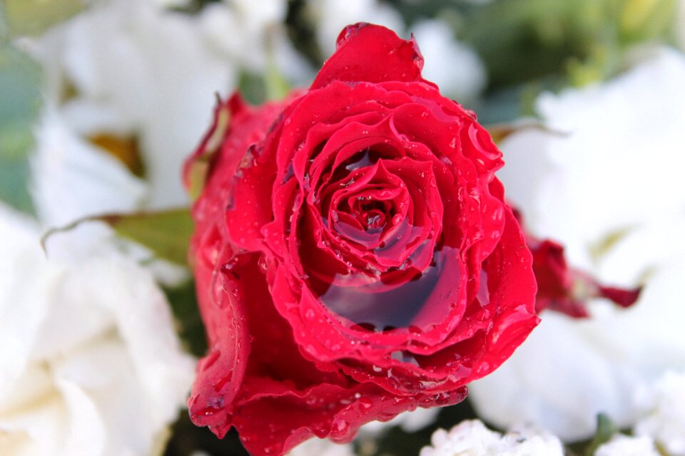 Bloom flower raindrop