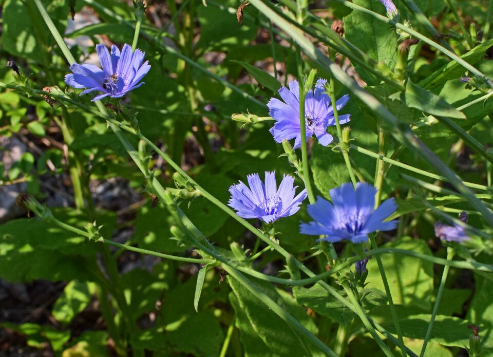 Bloom wildflower plant