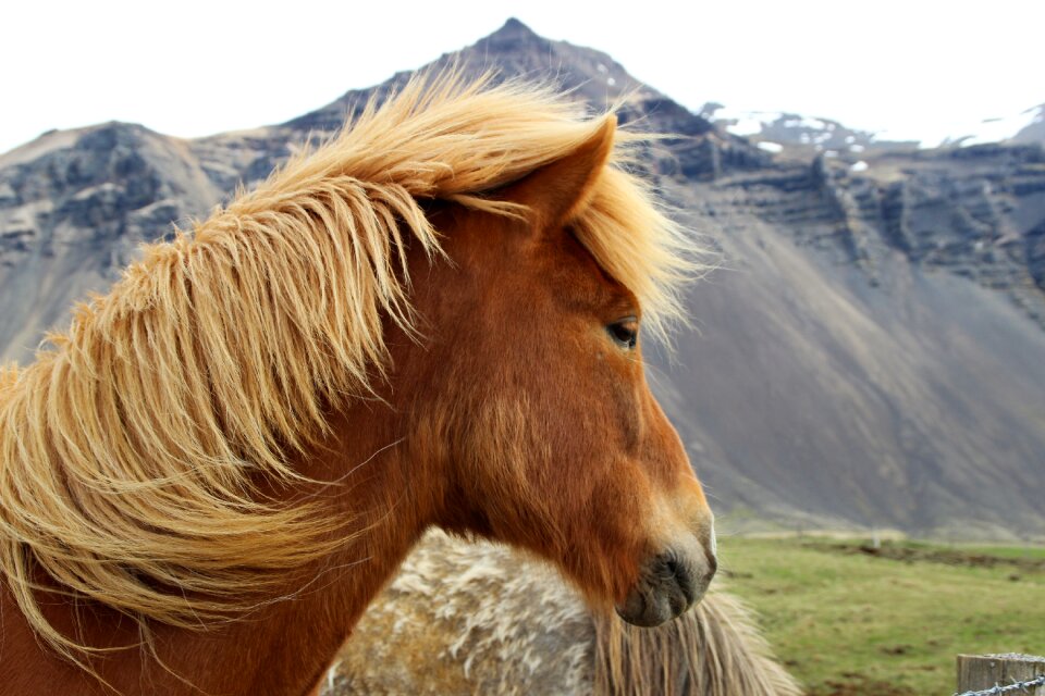 An icelandic pony brown mane