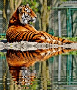 Mirroring water bank