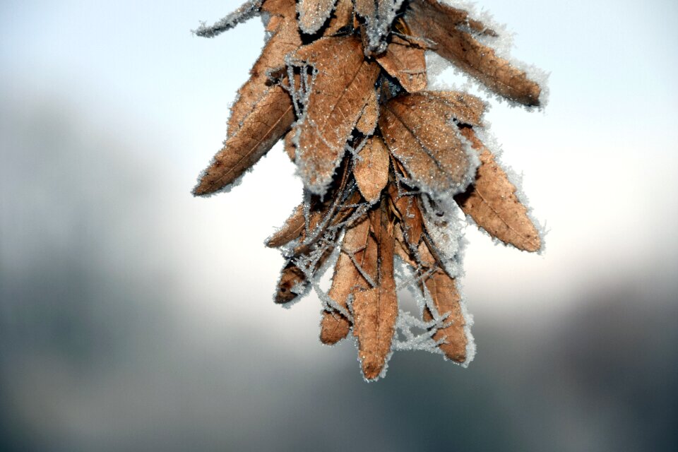 Eiskristalle winter snow