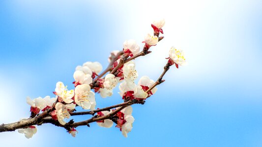 Branch spring heaven photo