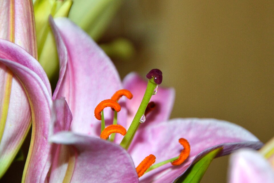 Flower nectar nectar nectar drops