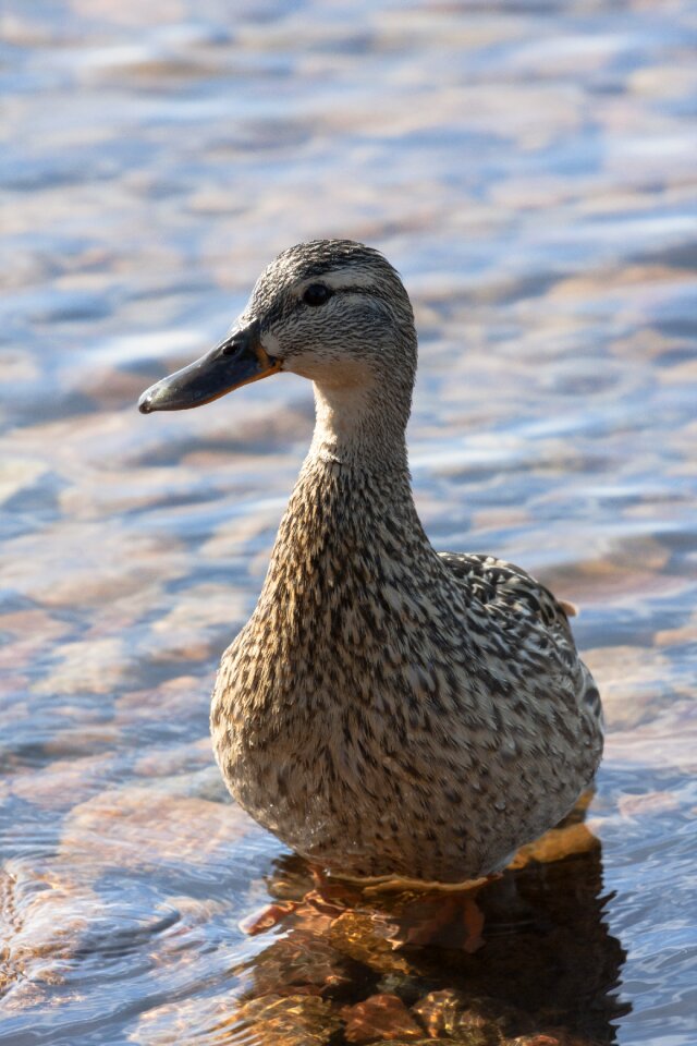 Bird water lake