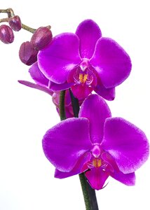 Purple flower exotic photo