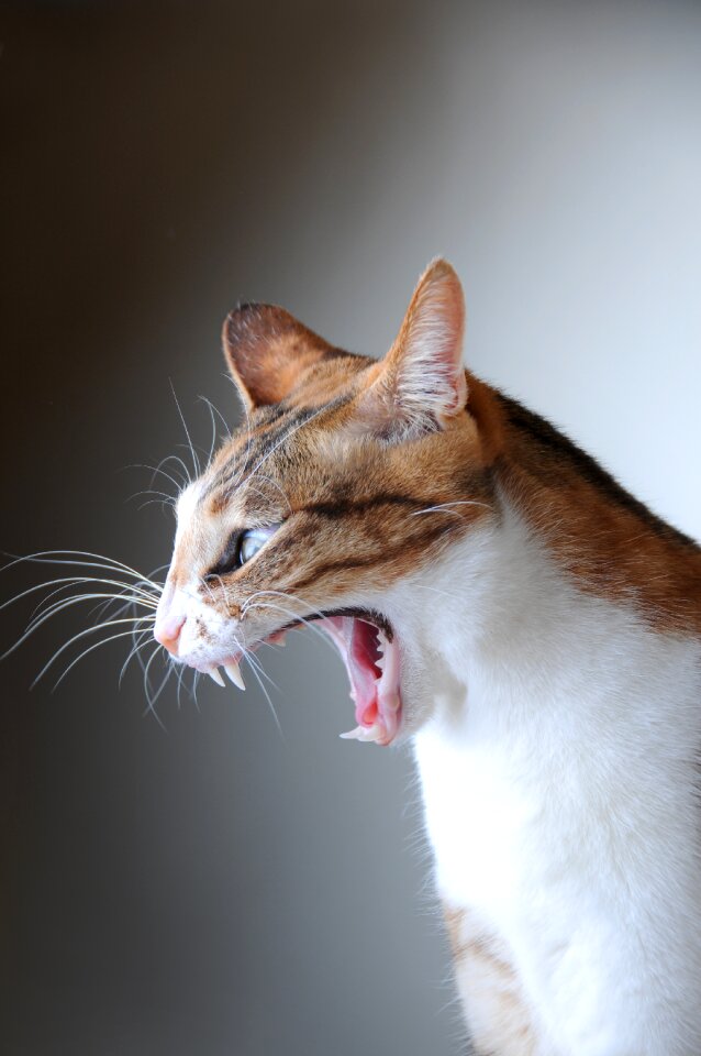 Pet yawn lateral face