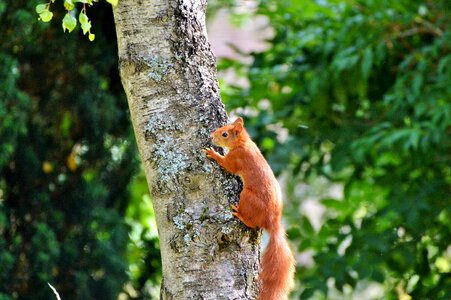 Animal foraging croissant