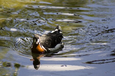 Animals animal birds photo