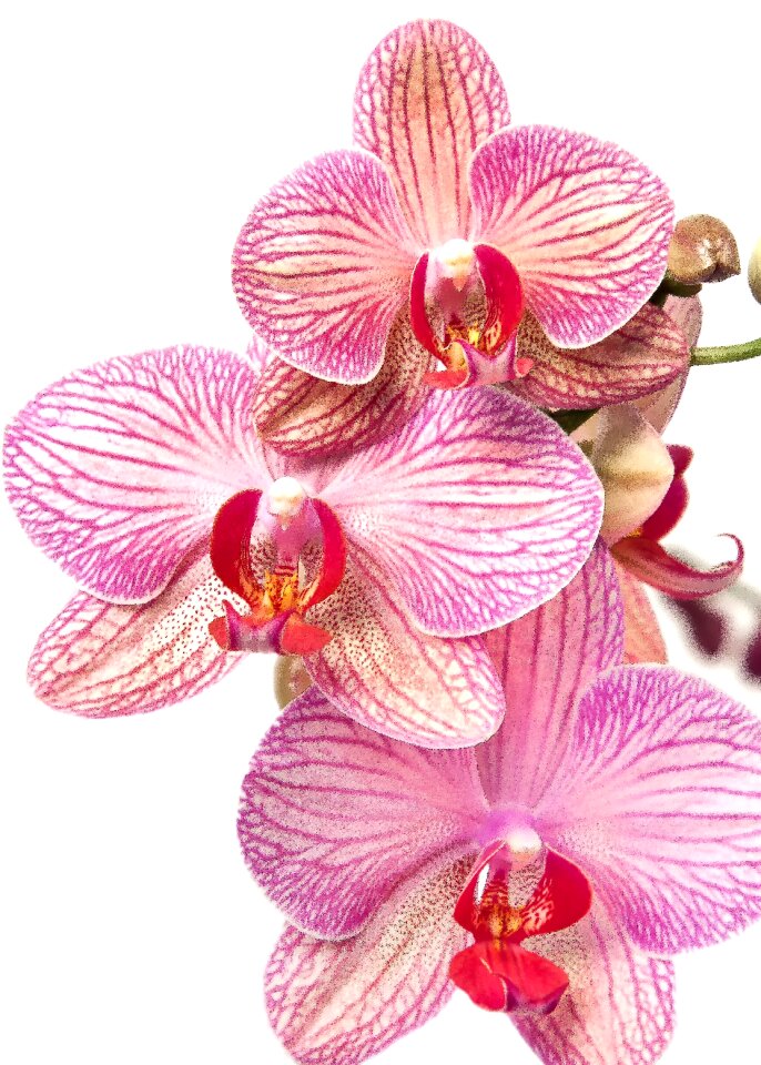 Red lips striped flower