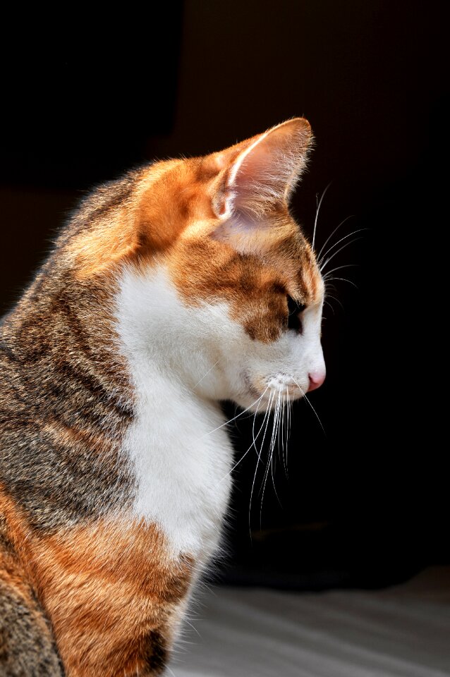 Pet bow stare lateral face