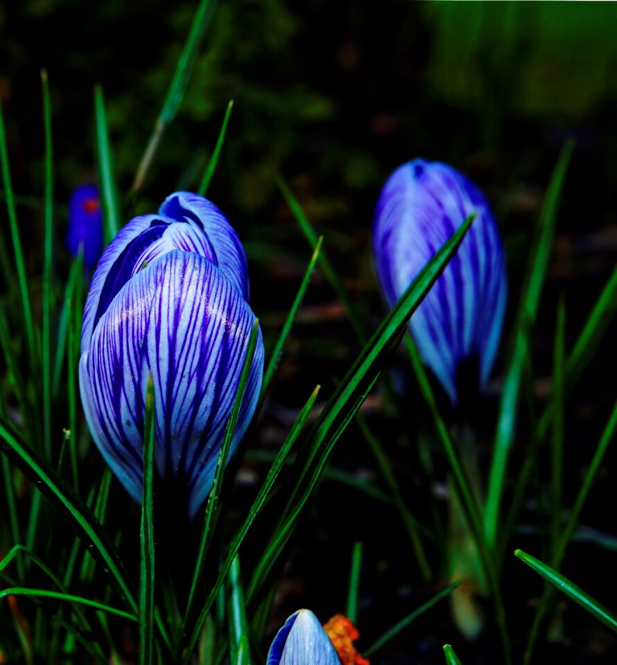 Flower nature plant