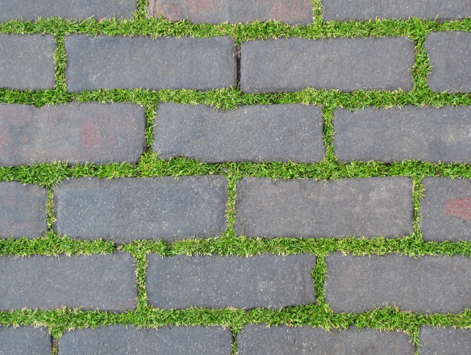 Nature grass green