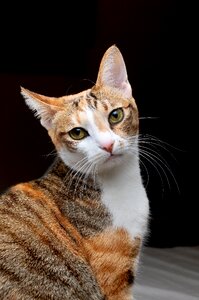 Cat pet note reviews
