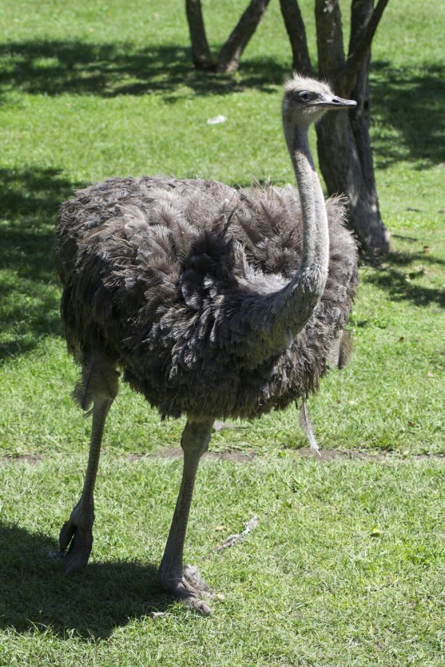 Ostrich looking plumage exotic bird