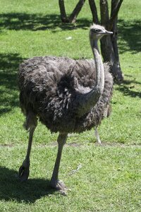 Ostrich looking plumage exotic bird photo