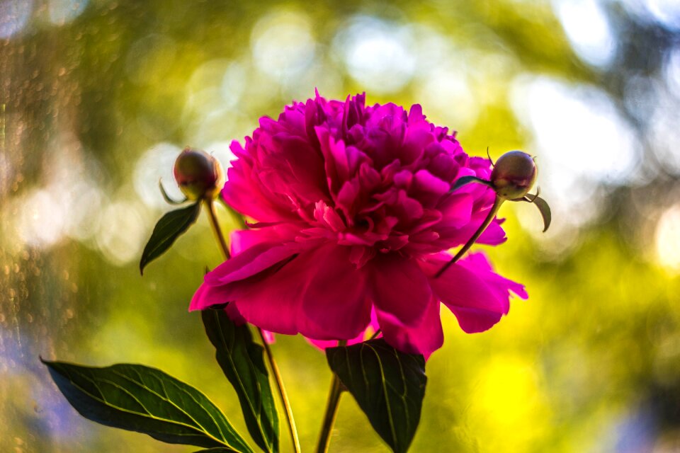 Summer beauty closeup