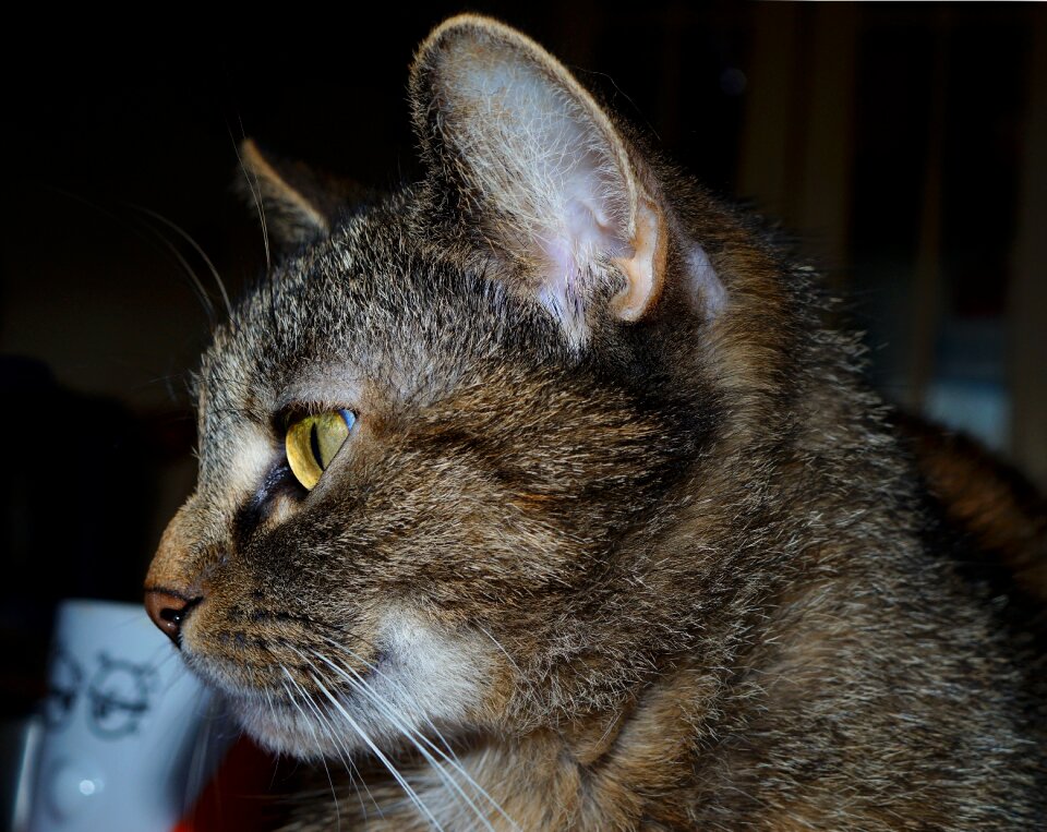 Pet cat's eyes mieze