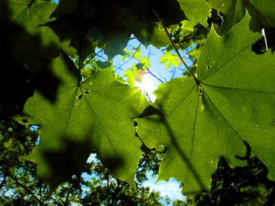 Sun green grapevine