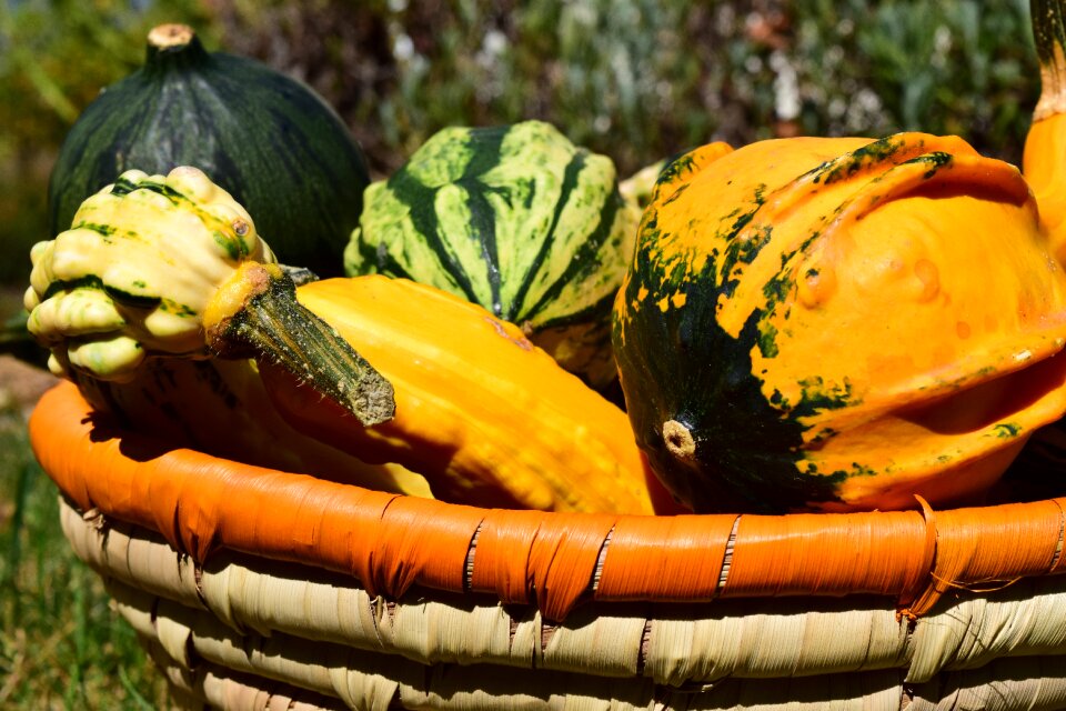 Orange decoration thanksgiving