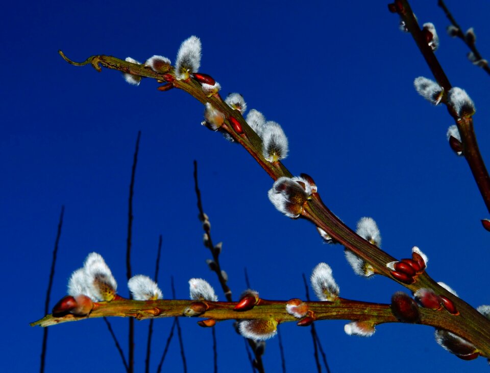 Inflorescence spring plant