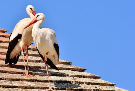 Stork flying rattle stork