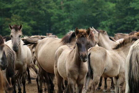 Grey pony mammal
