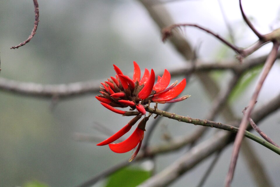 Plant spring blossom