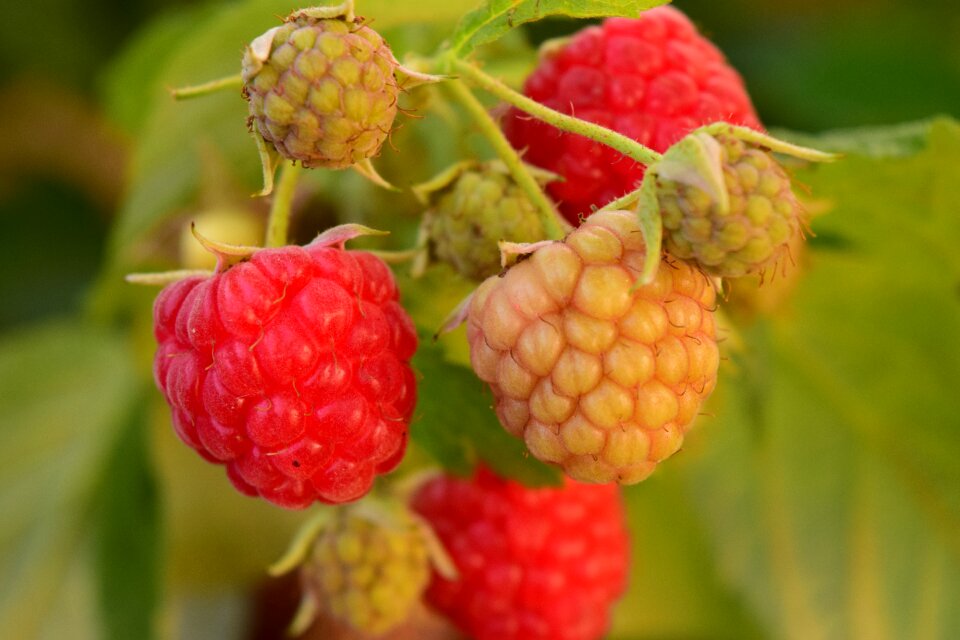 Berries fruit healthy