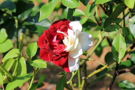 Flower garden rose