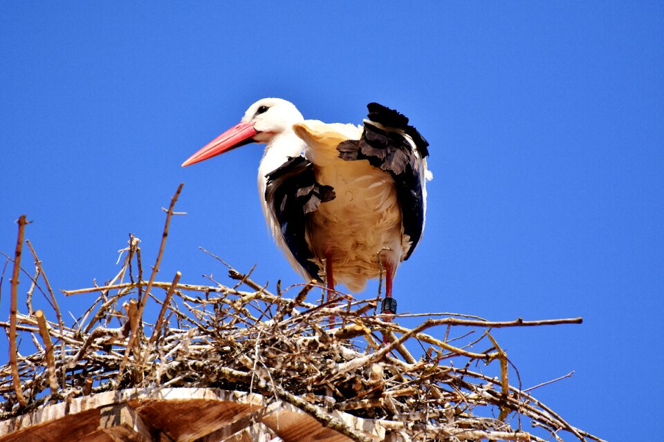 Plumage nature animal world photo