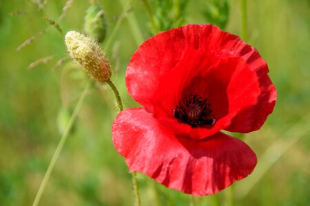 Meadow poppy bud pointed flower