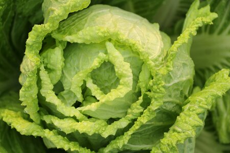 Vegetable salad organic vegetables farm-grown vegetables photo