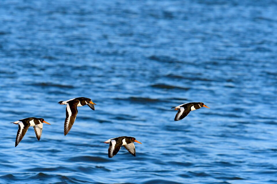 Birds north sea limicoline