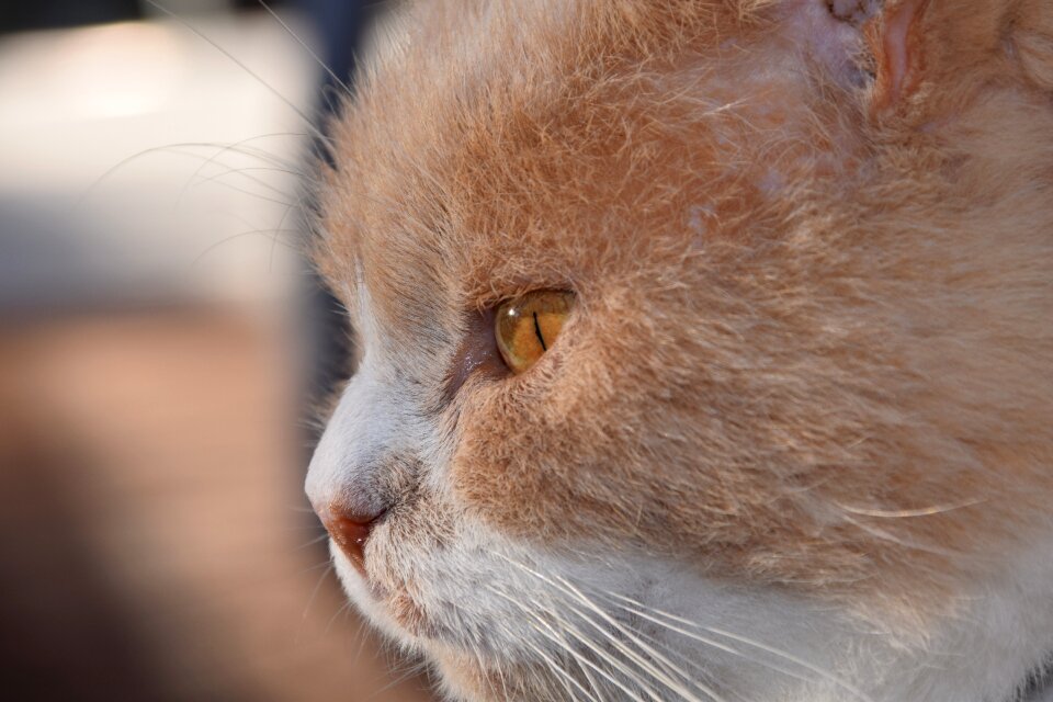 Close up domestic cat view