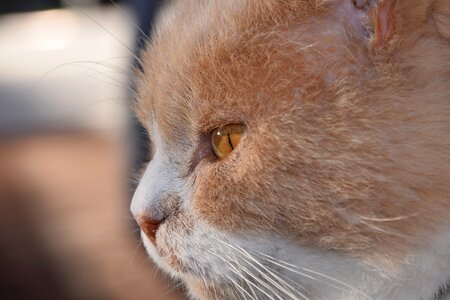 Close up domestic cat view