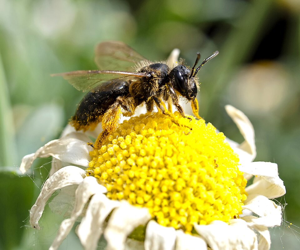 Nature animal blossom