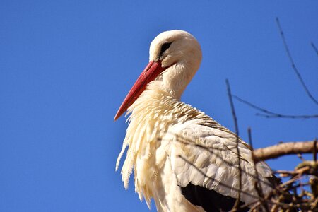 Plumage nature animal world photo