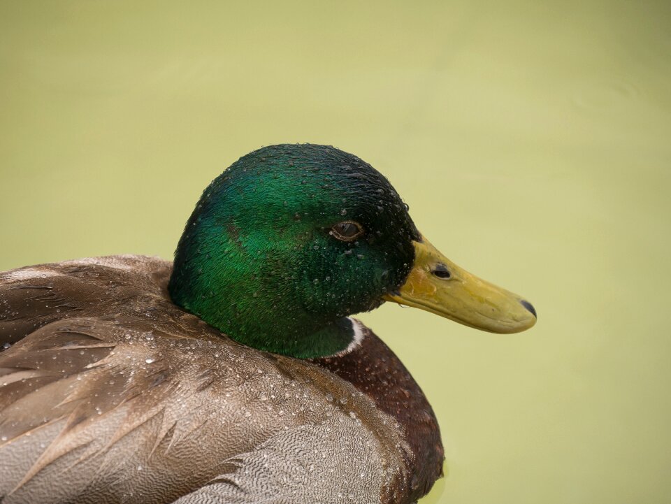 Duck rain water