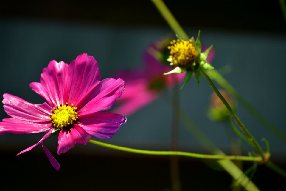 Cosmea bright flower blooming