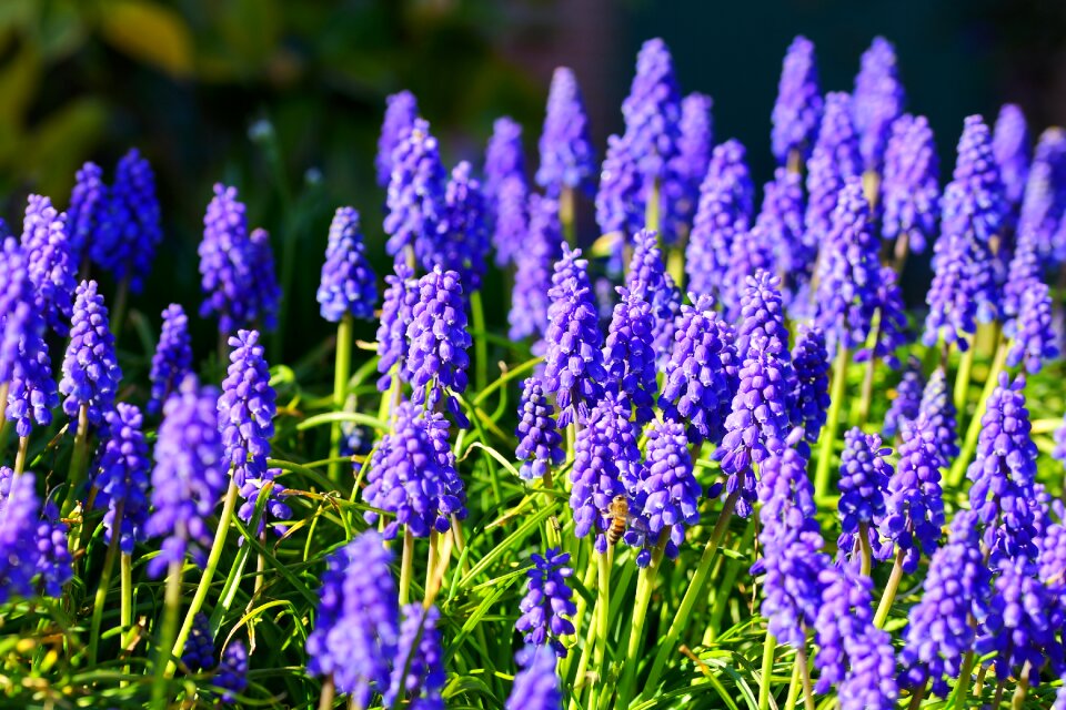 Nature plant garden