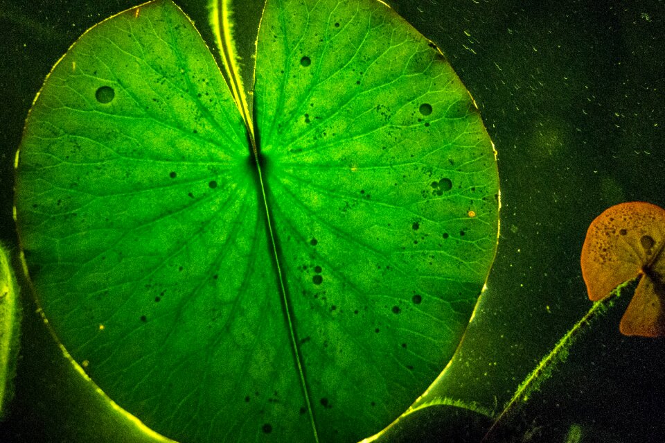 Light reflection water lily
