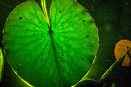 Light reflection water lily photo
