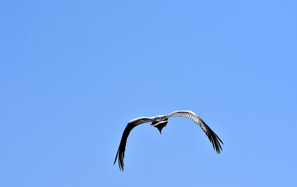 Plumage nature animal world